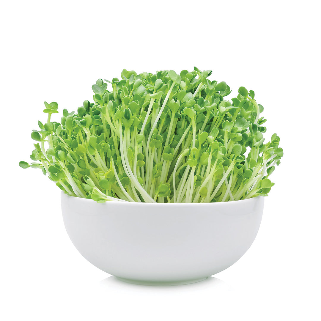 How Plant-Based Greens Impact Daily Energy